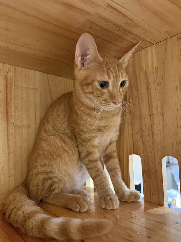 新北市八里區公立動物之家,編號:428961, 混種貓                 