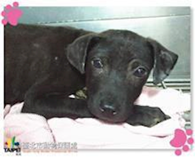 臺北市動物之家,編號:68852, 混種犬          