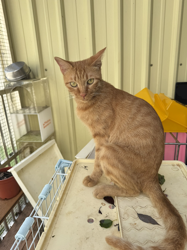 新北市八里區公立動物之家,編號:428931, 混種貓                 