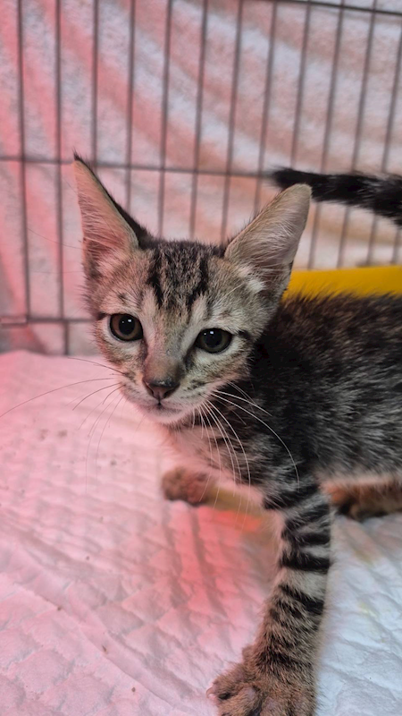 新北市八里區公立動物之家,編號:428932, 混種貓                 