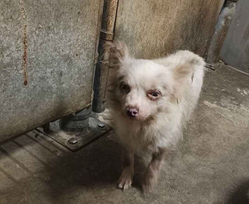 新竹市動物保護教育園區,編號:426957, 吉娃娃犬