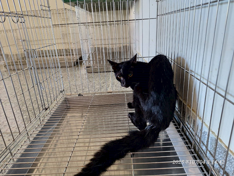 基隆市寵物銀行,編號:424996, 混種貓                 