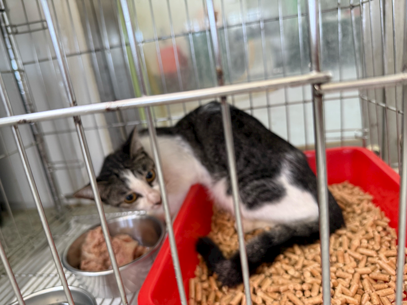 基隆市寵物銀行,編號:423231, 混種貓                 