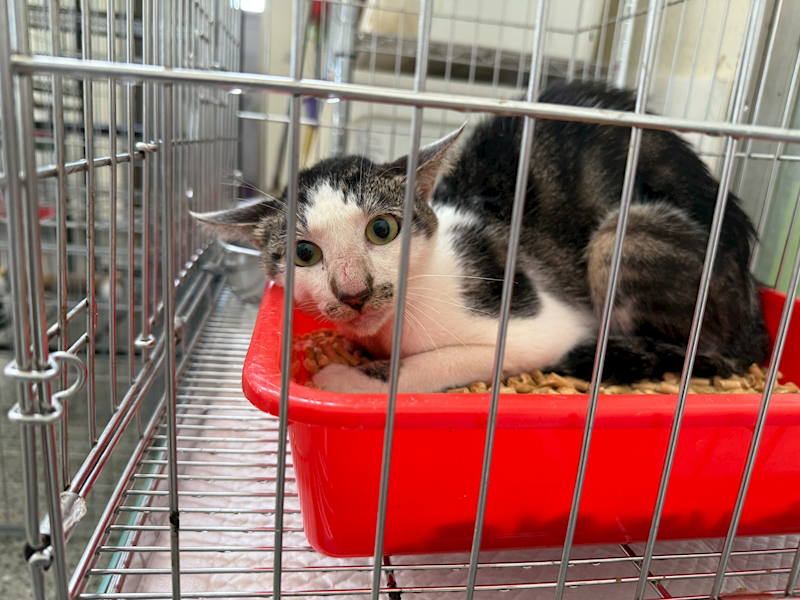 基隆市寵物銀行,編號:423230, 混種貓                 