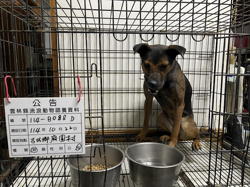 雲林縣流浪動物收容所,編號:427498, 混種犬          