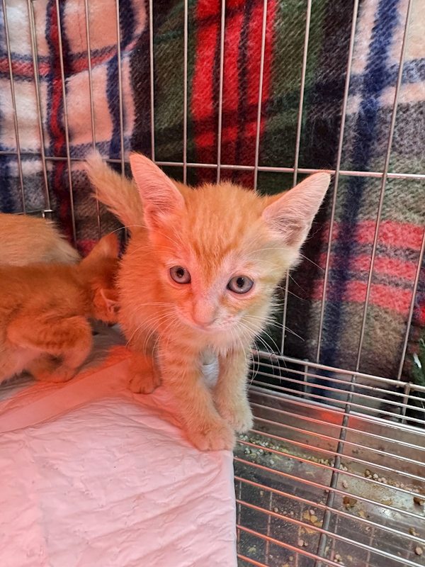 新北市八里區公立動物之家,編號:425293, 混種貓                 