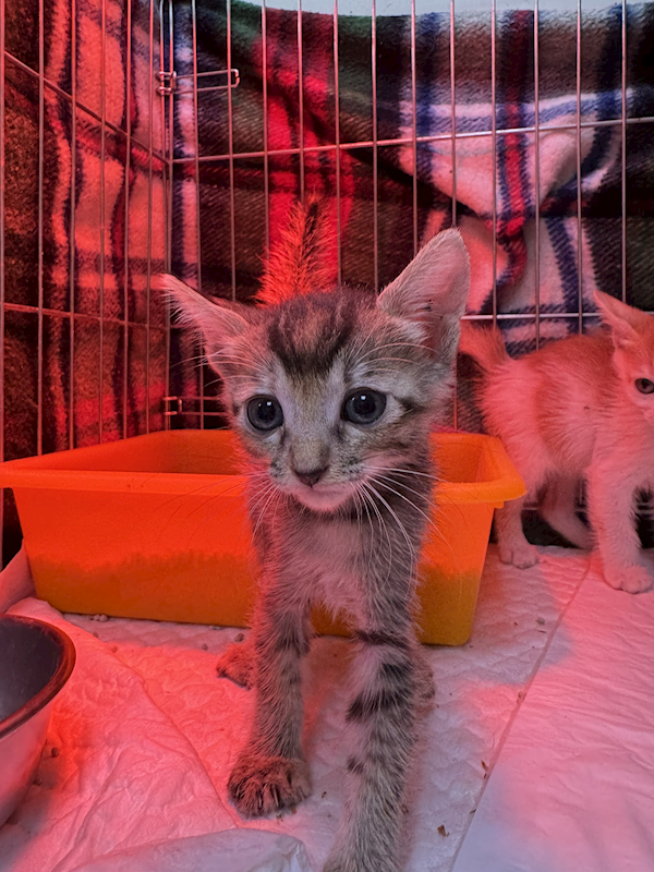 新北市八里區公立動物之家,編號:425291, 混種貓                 