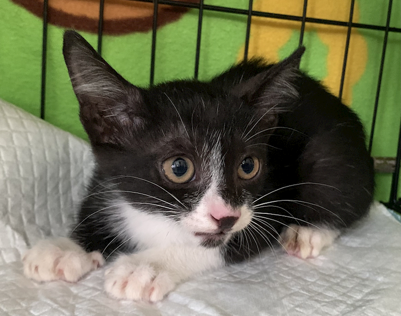 臺北市動物之家,編號:419881, 混種貓                 