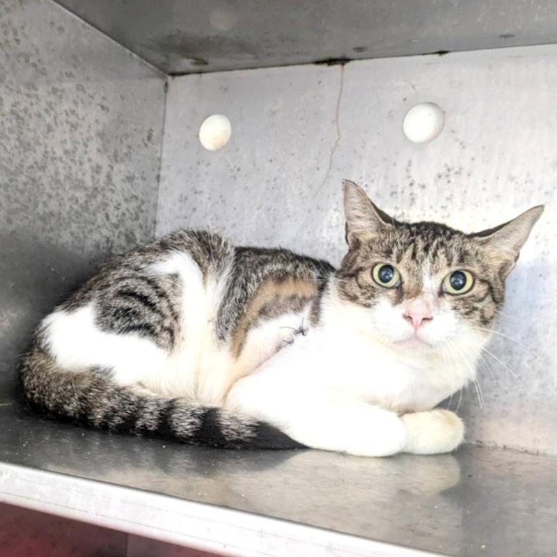 新竹縣動物保護教育園區,編號:415058, 混種貓                 