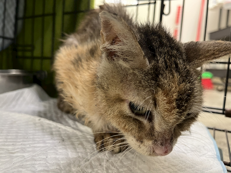 臺北市動物之家,編號:415252, 混種貓                 