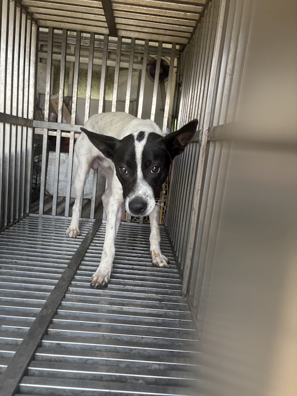 基隆市寵物銀行,編號:418600, 混種犬          