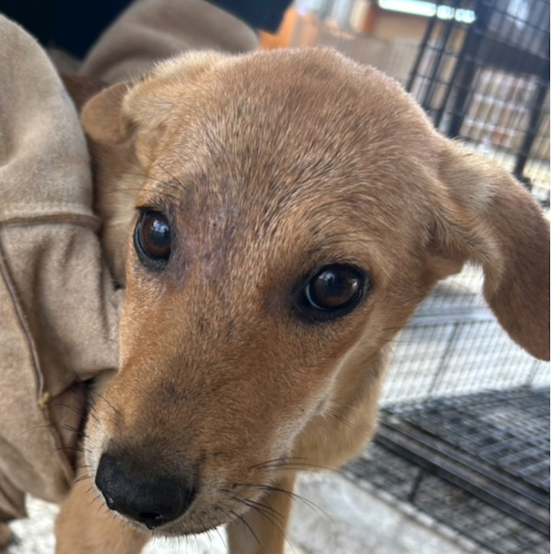 澎湖縣流浪動物收容中心,編號:429061, 混種犬          