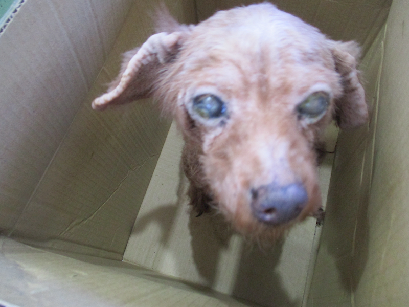 高雄市壽山動物保護教育園區,編號:429042, 貴賓犬        