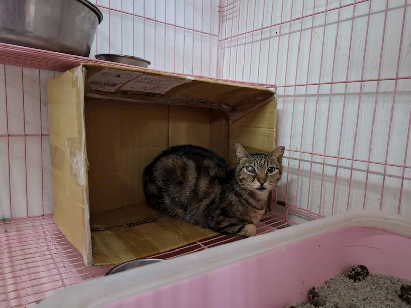 臺北市動物之家,編號:412152, 混種貓                 