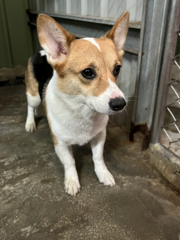 新北市三芝區公立動物之家,編號:424486, 威爾斯柯基犬              