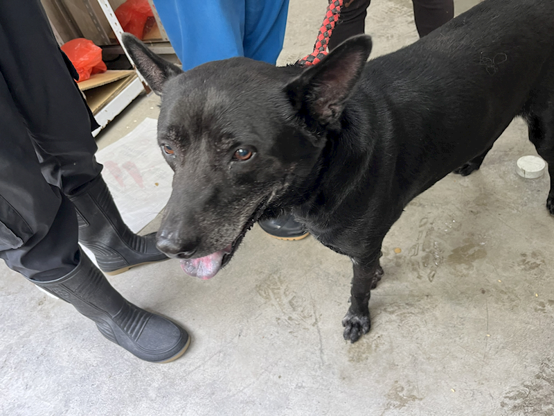 臺北市動物之家,編號:413500, 混種犬          