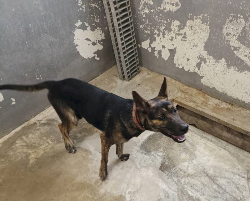 新竹市動物保護教育園區,編號:429115, 混種犬          