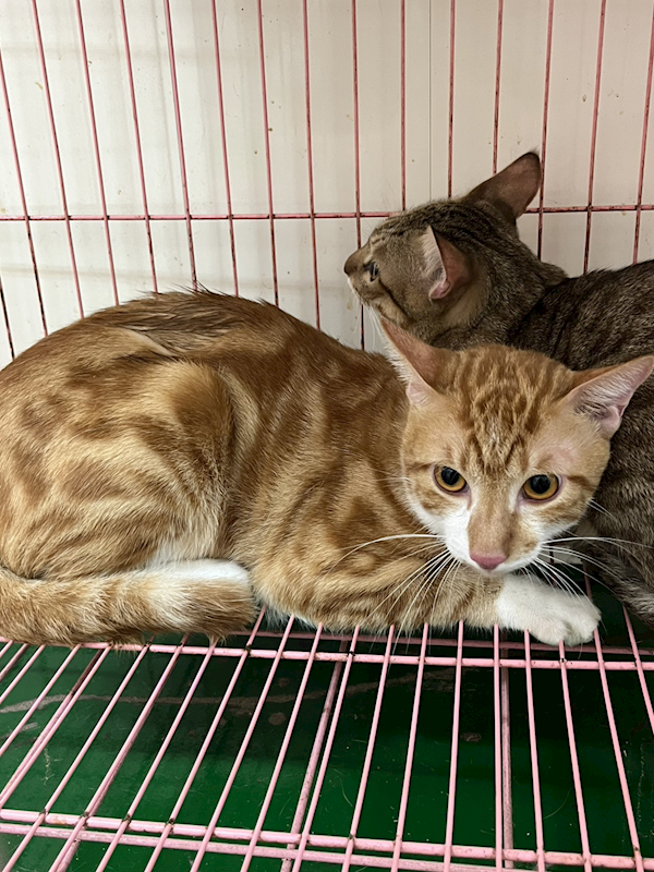 彰化縣流浪狗中途之家,編號:427692, 混種貓                 