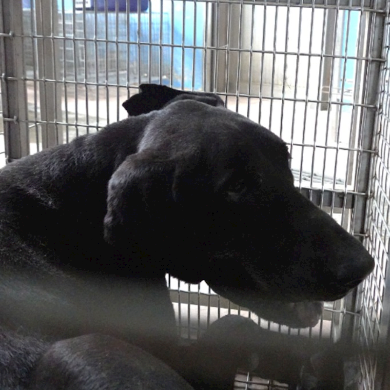 臺南市動物之家灣裡站,編號:414992, 混種犬          