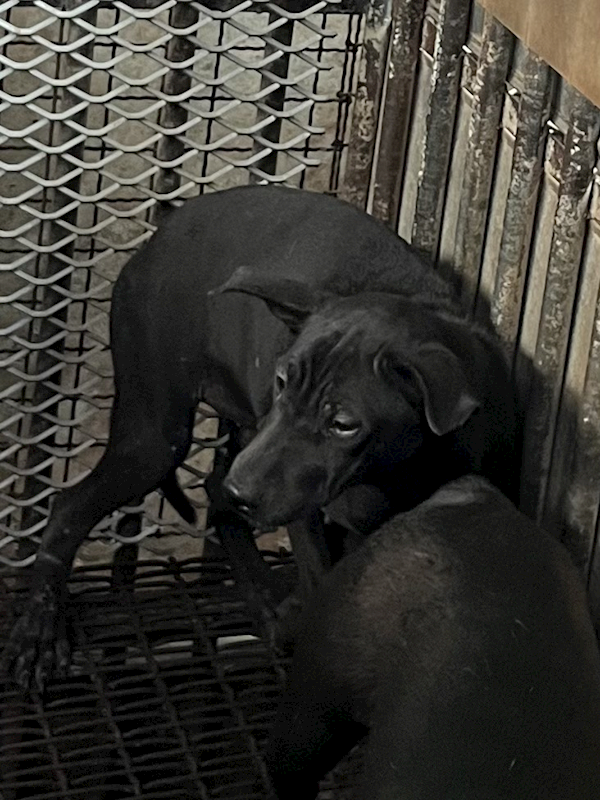 彰化縣流浪狗中途之家,編號:427006, 混種犬          