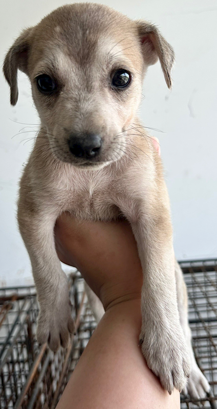 花蓮縣狗貓躍動園區,編號:404778, 混種犬          