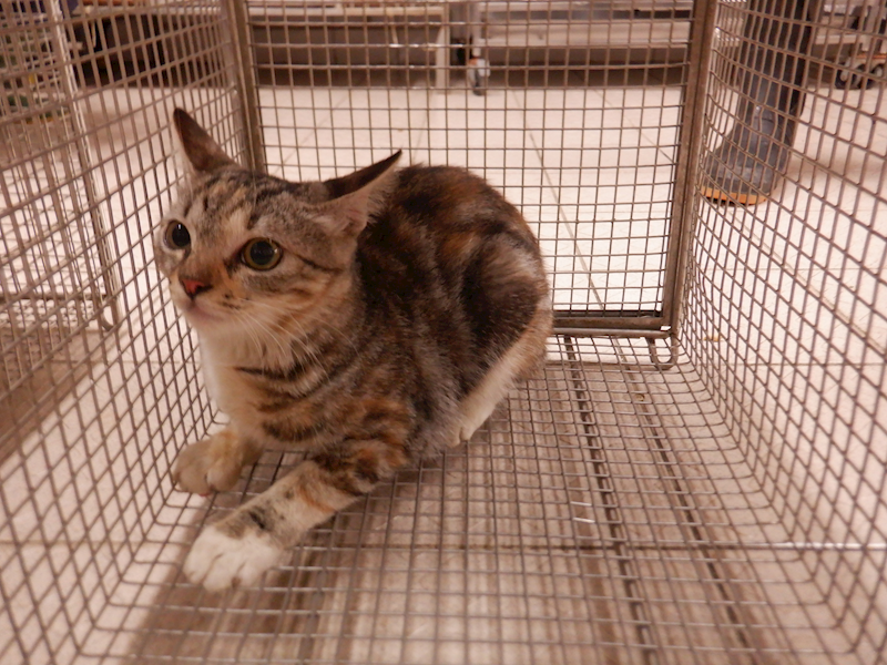 南投縣公立動物收容所,編號:428793, 混種貓                 