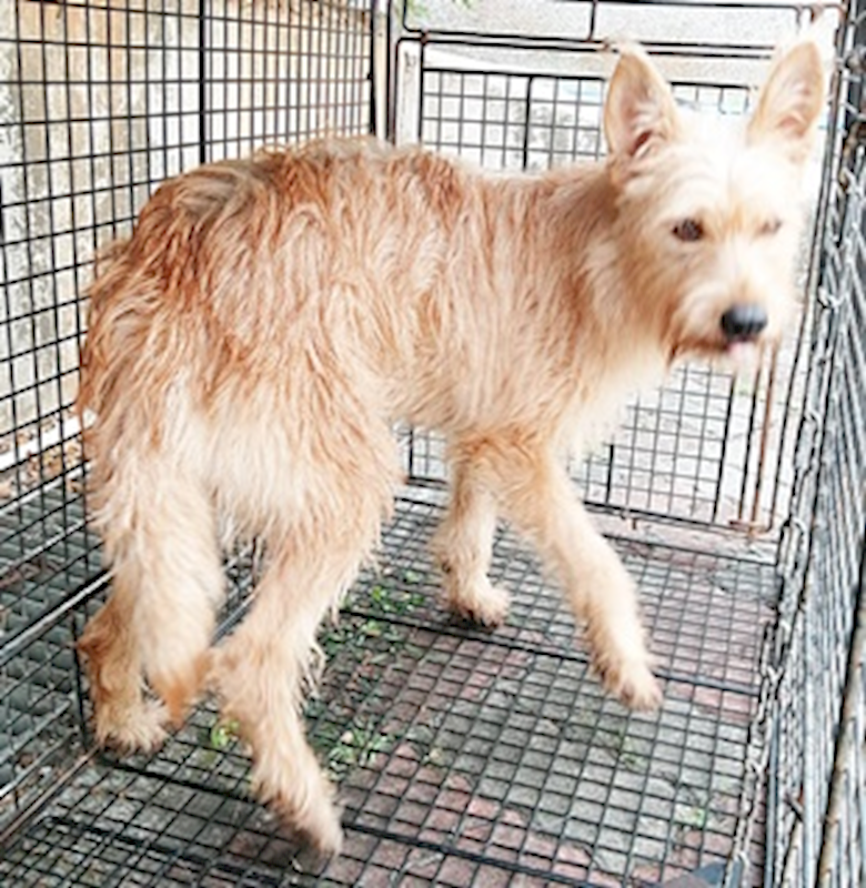 臺中市動物之家南屯園區,編號:425108, 混種犬          