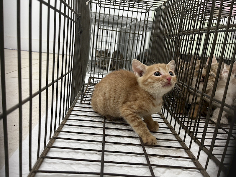 金門縣動物收容中心,編號:429230, 混種貓                 