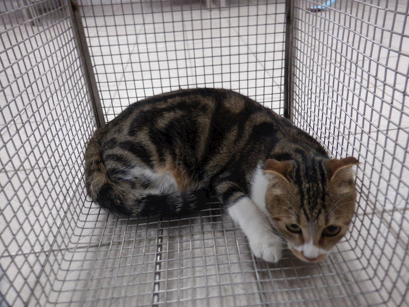 南投縣公立動物收容所,編號:429015, 混種貓                 