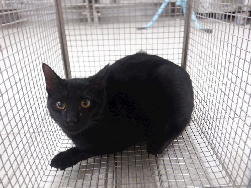 南投縣公立動物收容所,編號:429016, 混種貓                 