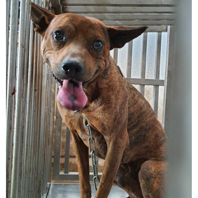 臺南市動物之家善化站,編號:402984, 混種犬          