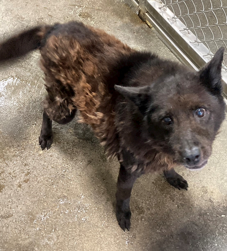 臺東縣動物收容中心,編號:105431, 混種犬          