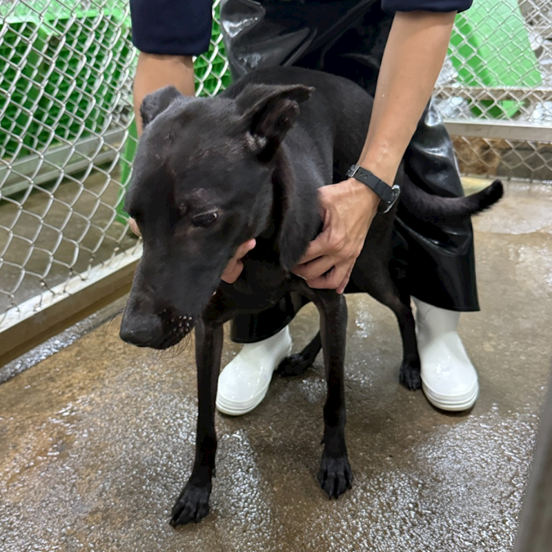 臺東縣動物收容中心,編號:368634, 混種犬          
