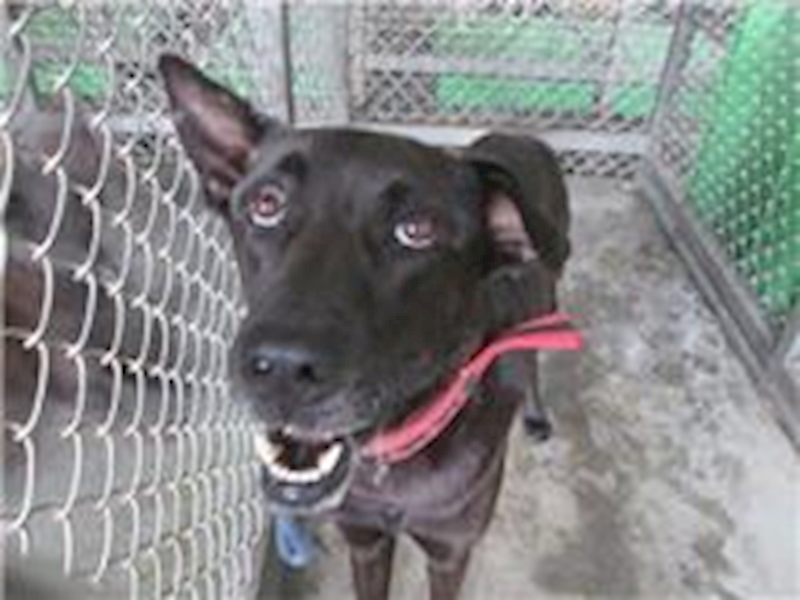 臺東縣動物收容中心,編號:117849, 混種犬          