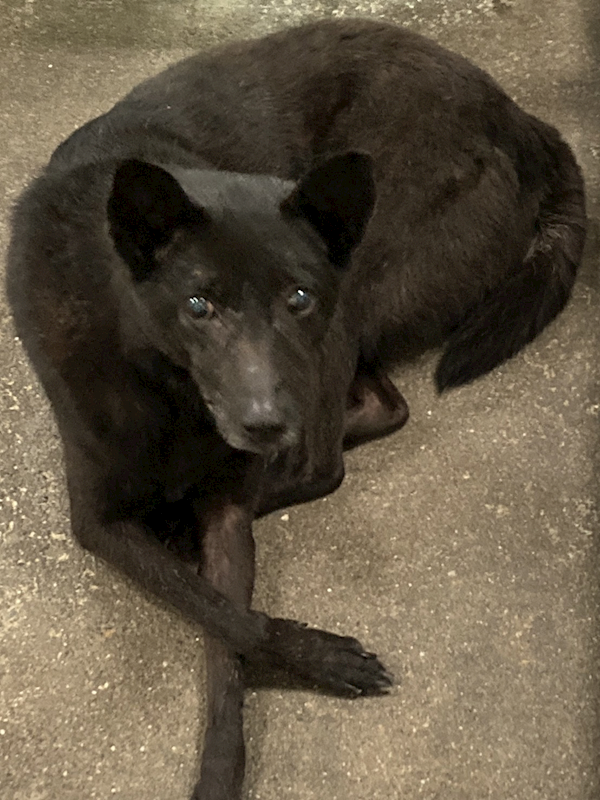 臺東縣動物收容中心,編號:39896, 混種犬          