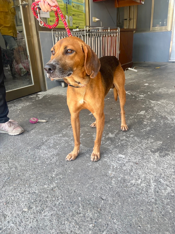 新北市板橋區公立動物之家,編號:376562, 混種犬          