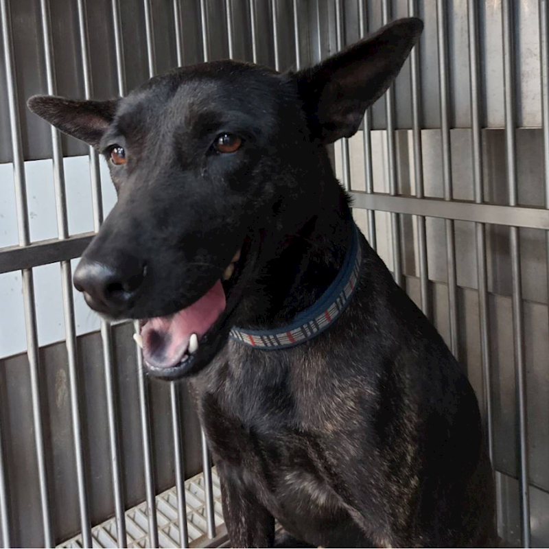 新北市板橋區公立動物之家,編號:330710, 混種犬          