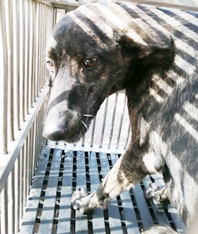 臺中市動物之家南屯園區,編號:410484, 混種犬          