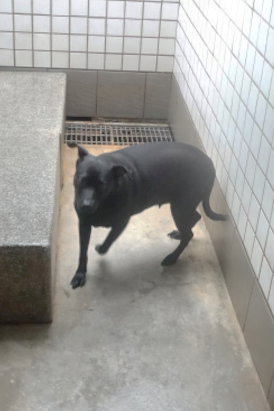 宜蘭縣流浪動物中途之家,編號:429278, 混種犬          