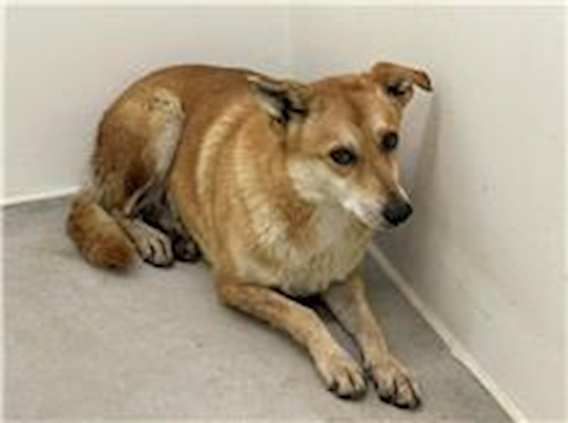 臺北市動物之家,編號:259260, 混種犬          