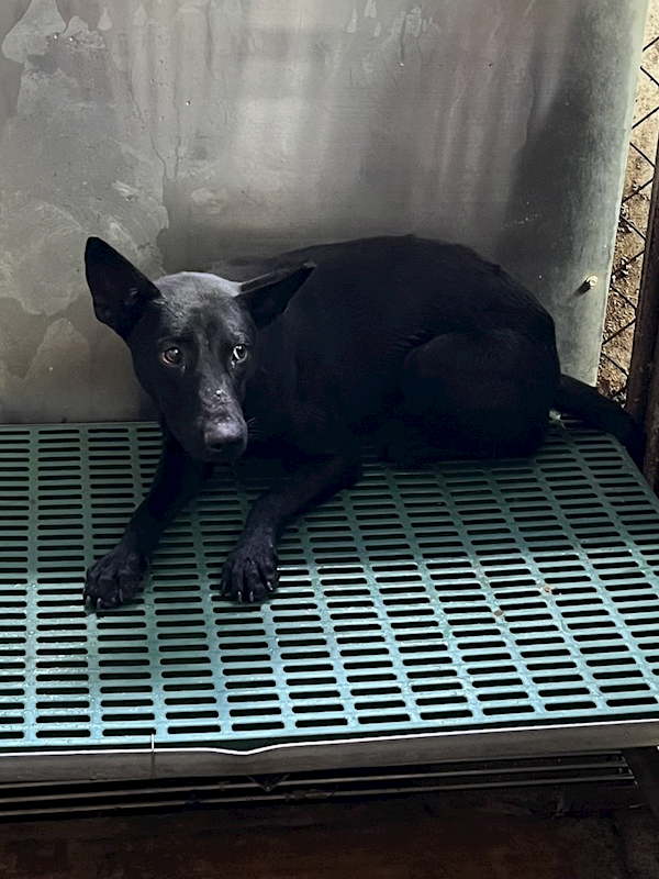 彰化縣流浪狗中途之家,編號:423851, 混種犬          