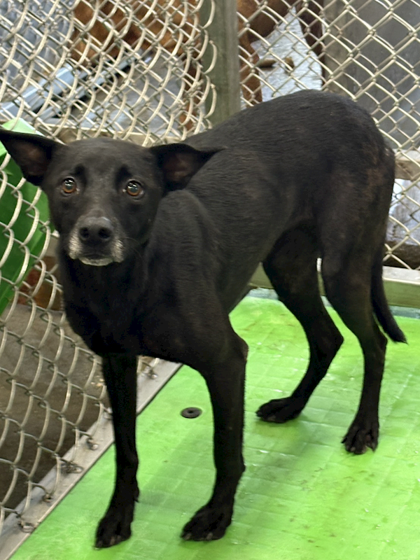 臺東縣動物收容中心,編號:406426, 混種犬          