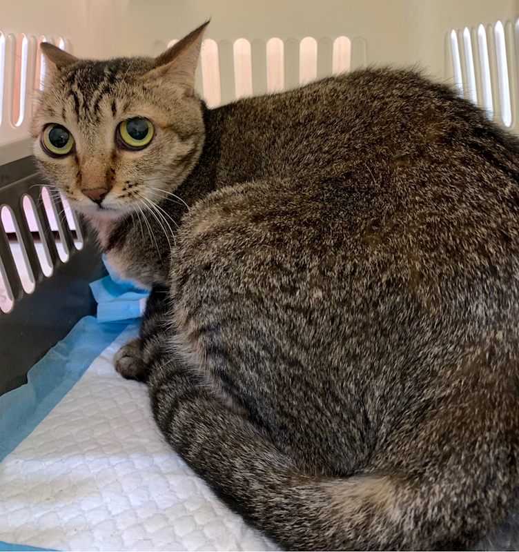 臺北市動物之家,編號:425625, 混種貓                 