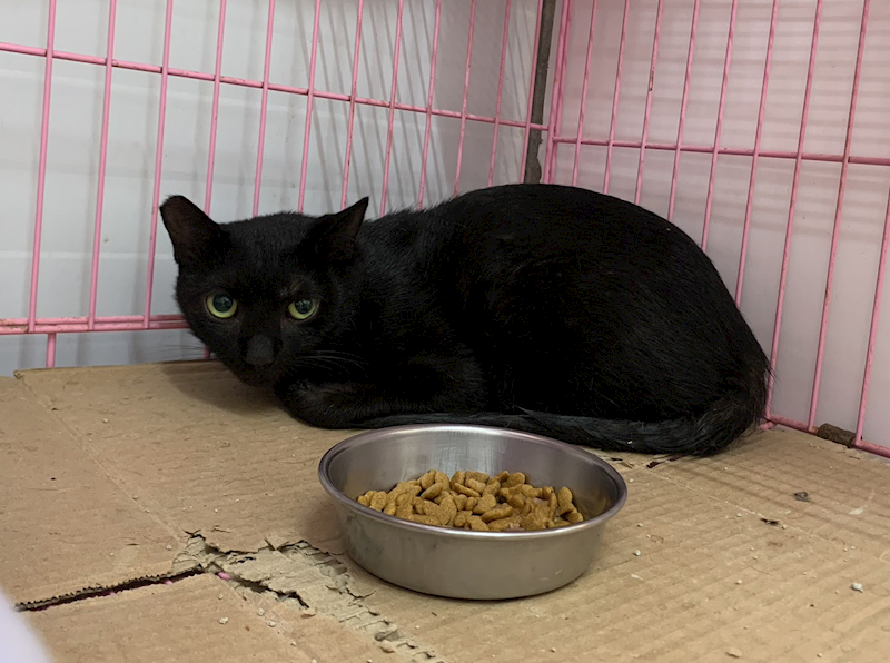 臺北市動物之家,編號:424651, 混種貓                 