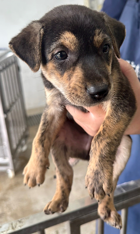 花蓮縣狗貓躍動園區,編號:410048, 混種犬          