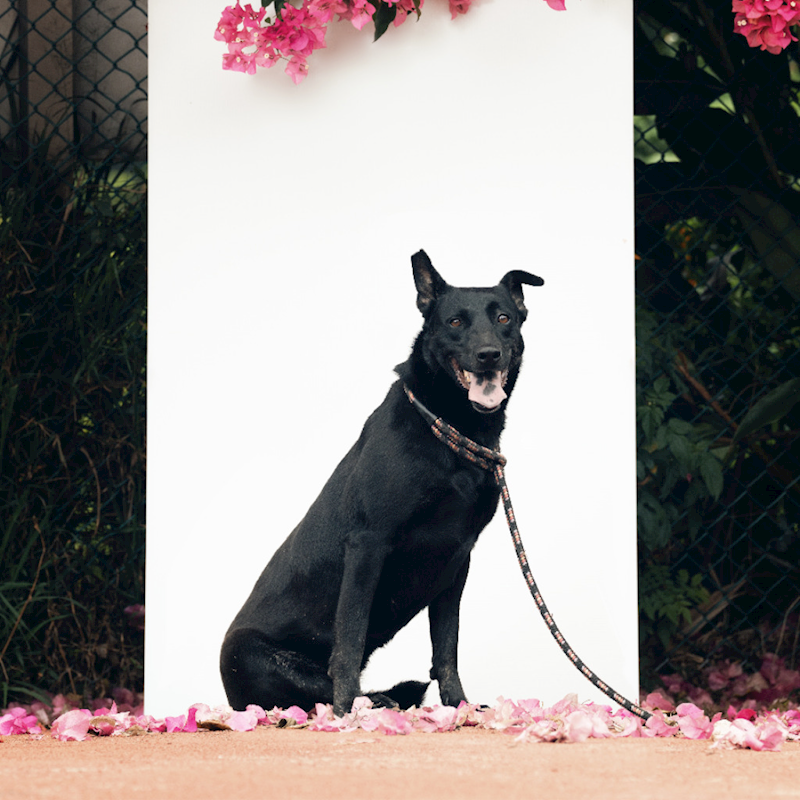 新北市板橋區公立動物之家,編號:237653, 混種犬          