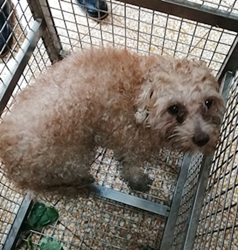 臺中市動物之家南屯園區,編號:416950, 貴賓犬        