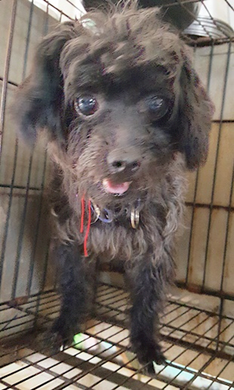 臺中市動物之家南屯園區,編號:420648, 貴賓犬        