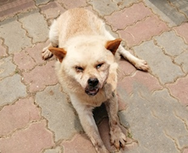 臺中市動物之家南屯園區,編號:420825, 混種犬          