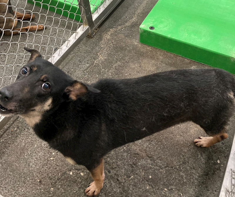 臺東縣動物收容中心,編號:276006, 混種犬          
